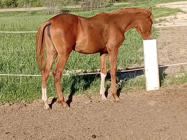 Yearling Arabian filly for sale in Horses & Ponies for Rehoming in Owen Sound - Image 6