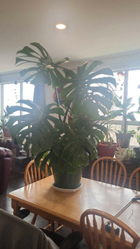 Massive Monstera 4 feet tall atm