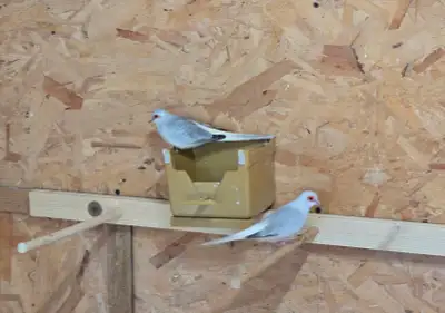 Pair of Diamond Doves Breeding pairs, proven birds, 2 years old, smallest doves in the world, can be...