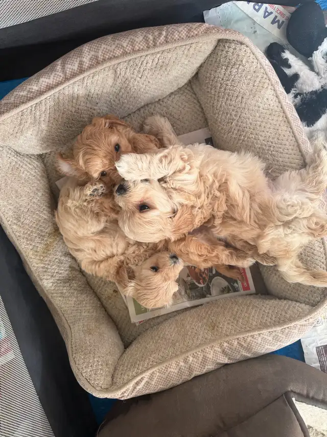 3 males left they going fast | Dogs & Puppies for Rehoming | Kingston ...
