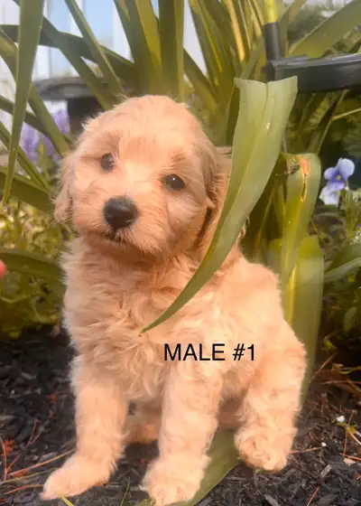 Cockapoo puppies, View more