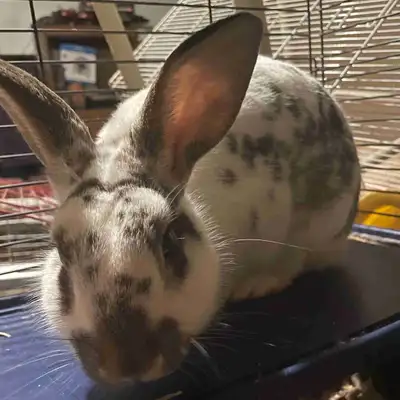 3 Rabbits for Rehoming, View more