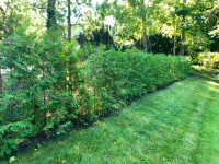 Professional Eastern White Cedar Planting