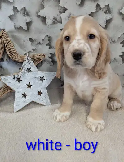 ❤️Adorable Cocker Spaniel Puppies❤️READY TO GO only 2 left, View more