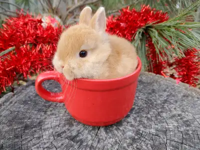 DELIVERY TO KINGSTON OR GTA Friday! Please call 514 779 6726 for more information.