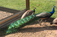 Indian blue peacock 