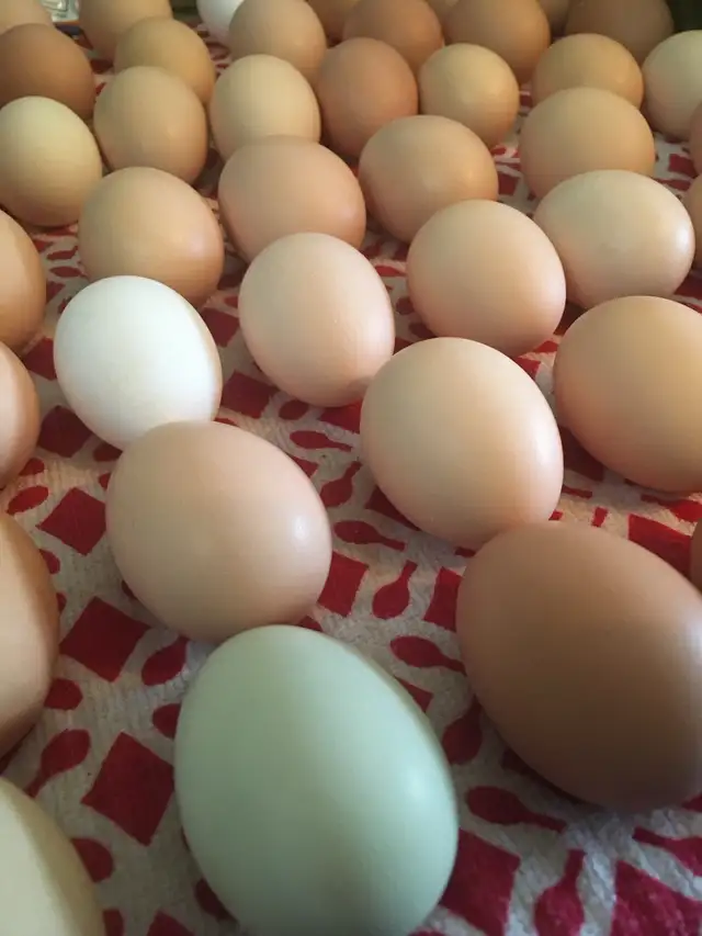 Free Range Farm Fresh Eggs578765413868513282