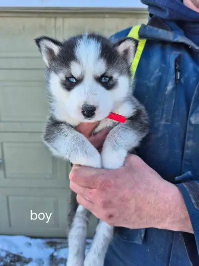 siberian husky puppies Ready to go!!!!, View more
