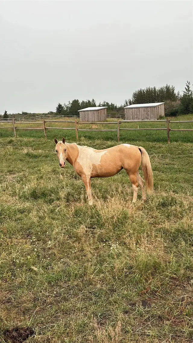 Palomino paint in Horses & Ponies for Rehoming in Edmonton - Image 2