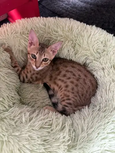 Chaton Savannah F5 mâle golden (collier bleu). Stérilisé., View more