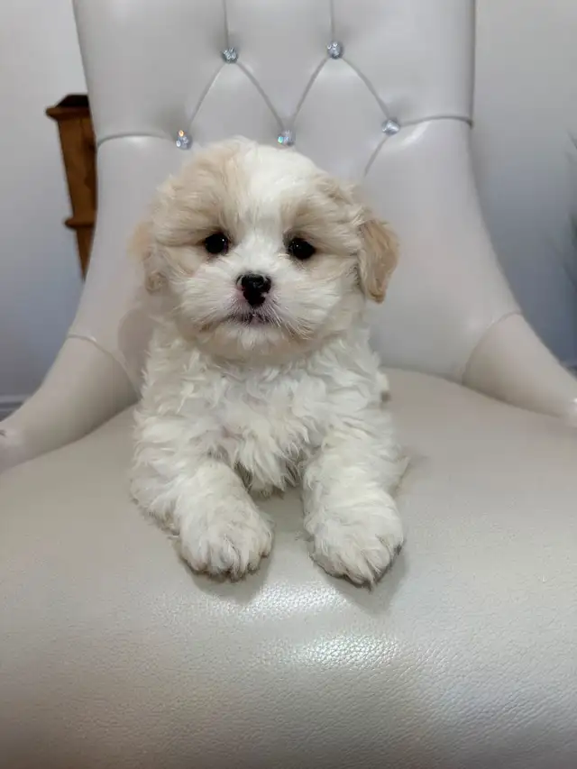 Malshi Puppies (Shih Tzu/Maltese) in Dogs & Puppies for Rehoming in City of Toronto - Image 4