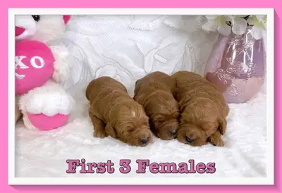Mini-GoldenDoodle F1 Puppies available to a loving home. The Mini-GoldenDoodle F1 pupppies make exce...