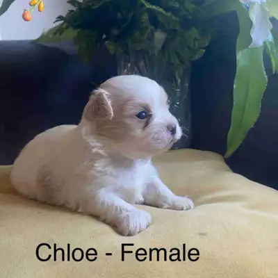 Cute Malshi Puppies Looking for Homes!, View more