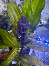 Plecostomus (sucker fish)