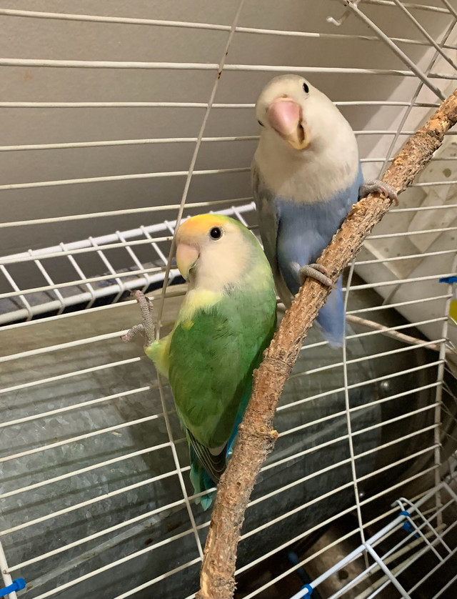 2 pairs of love bird  in Birds for Rehoming in Lethbridge - Image 2