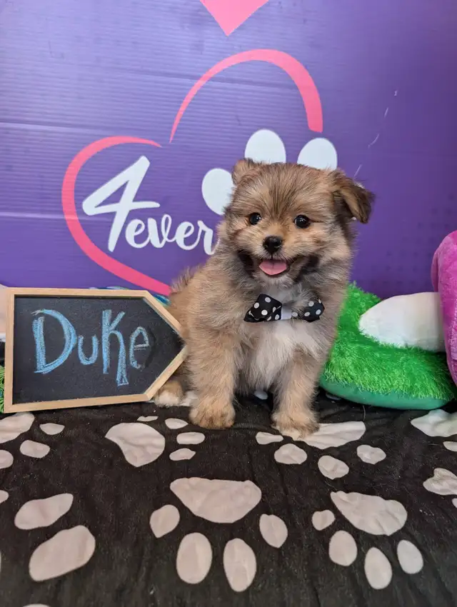 Pomeranian mix shihtzu Pomshis ready July 15 in Dogs & Puppies for Rehoming in City of Toronto - Image 4