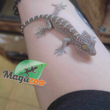 Gecko Tokay bébé né en captivité in Reptiles & Amphibians for Rehoming in City of Montréal - Image 4