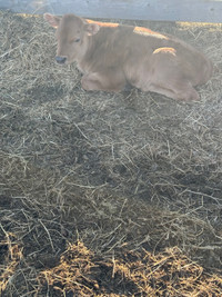 Jersey bull calf 