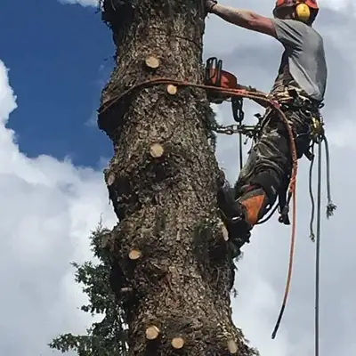 Tree Removal, View more
