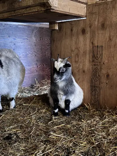 ISO Nigerian dwarf / pygmy buck, View more