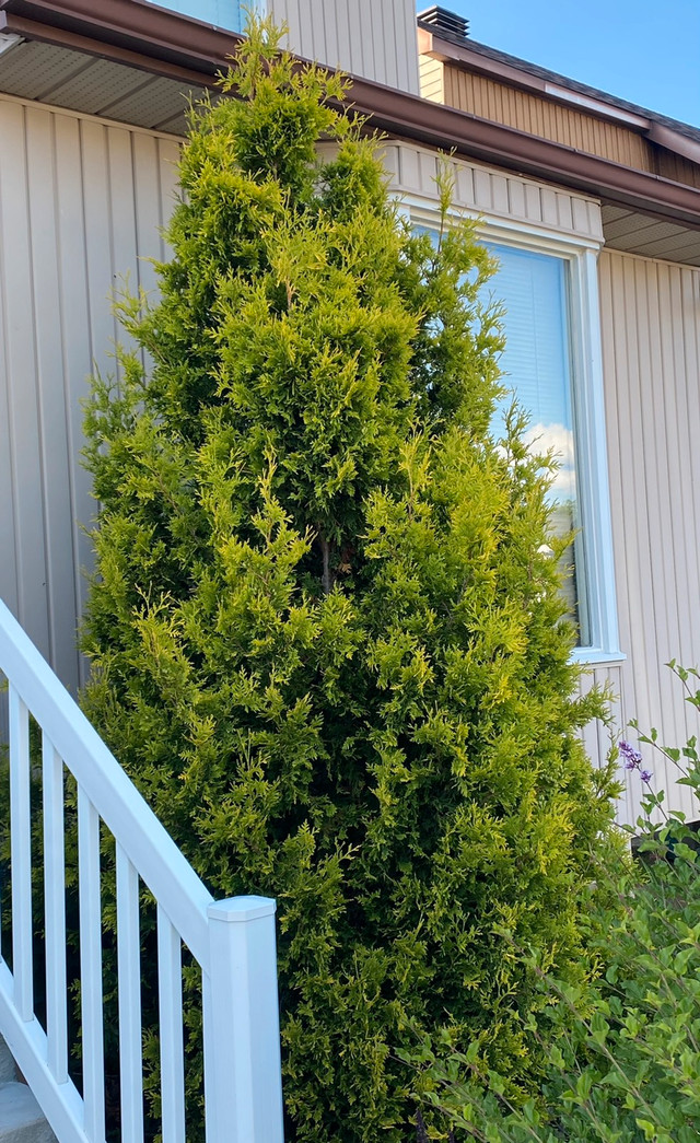 GRAND CEDRE 5' x 10' ARBRE / JARDIN / PAYSAGE dans Plantes, engrais et terreaux  à Laval/Rive Nord - Image 2