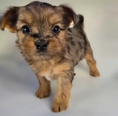 Looking for your next furry companion? Meet our delightful Chorkie puppies—a charming blend of Chihu...