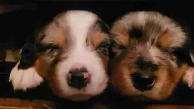 Australian Shepherd Pups, View more