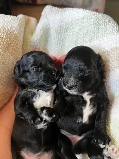 Don't miss out these puppies are LOVE wrapped up in the perfect tiny fur package. I am accepting dep...