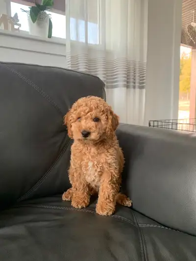 cute cockapoos for sale, View more