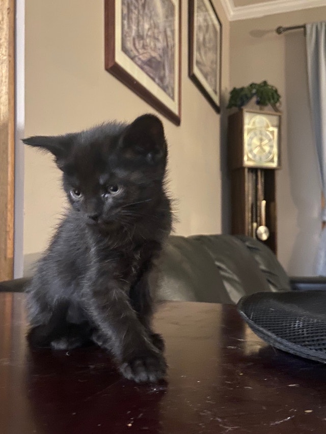 Kittens for rehoming Cats & Kittens for Rehoming Kamloops Kijiji