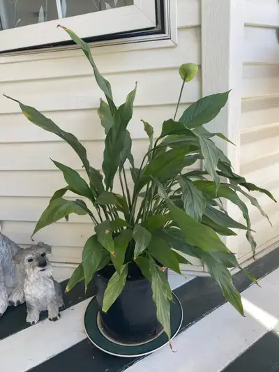 Peace Lily Houseplant, View more