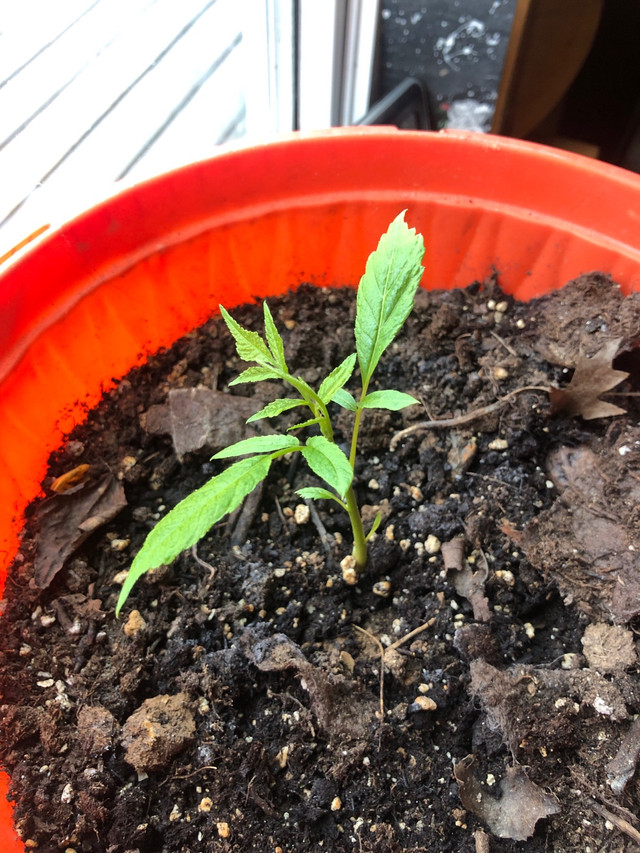 Walnuts and seedlings  in Plants, Fertilizer & Soil in Bedford - Image 3