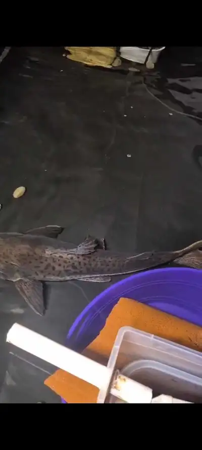 shovelnose xredtail catfish hybrid, View more
