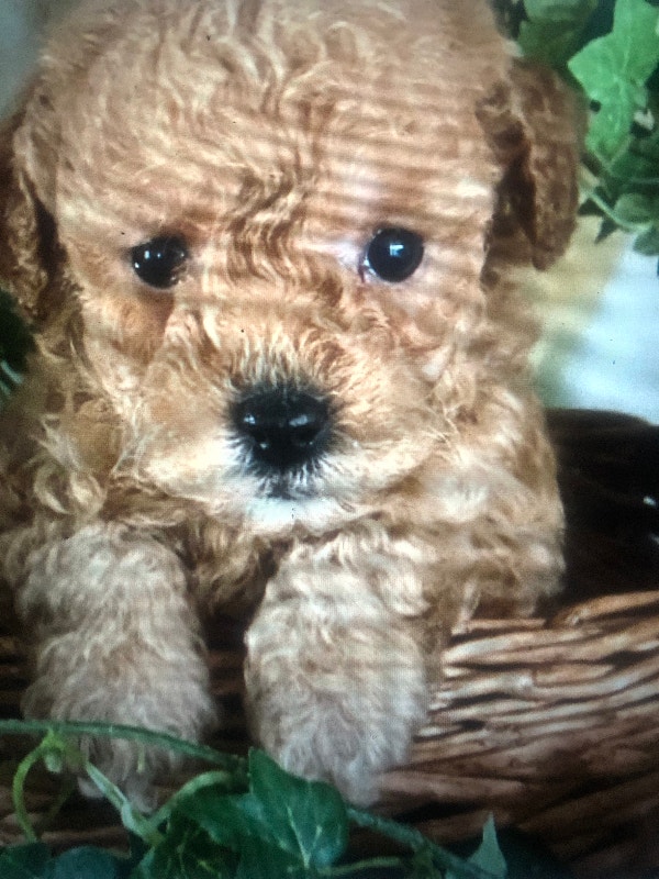Toy Poodles Dogs & Puppies for Rehoming Hamilton Kijiji