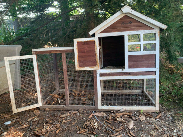 rabbit & hutch for sale (selling as a set)  in Small Animals for Rehoming in Hamilton - Image 2