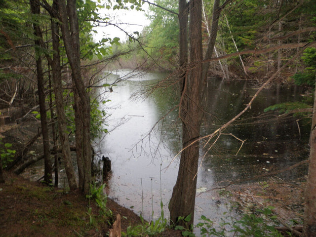 10-25 ORGANIC ACRES WITH POND AND HOMESITE in Land for Sale in Charlottetown - Image 3