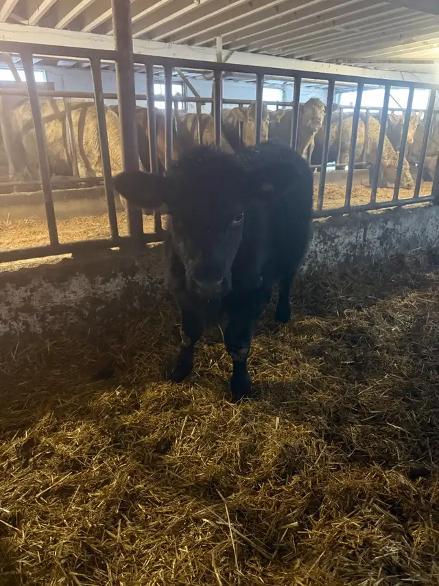 black angus steer and 2 Hereford bulls in Livestock in Stratford - Image 4