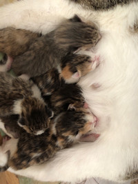  One week old calico kittens