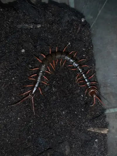Javan Giant Orange Leg Centipedes, View more