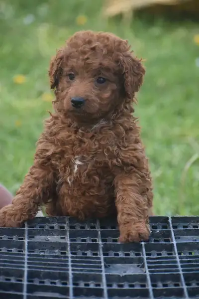 F1b Mini Goldendoodle puppies READY FOR NEW HOMES NOW, View more