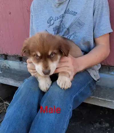 Husky/German Shepherd-Lab/ Rottweiler, Border Collie Pups, View more