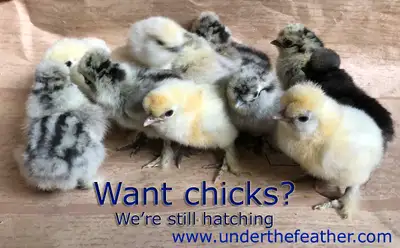 Heritage Chicks - Black Copper Marans, Olive Eggers, Silkies, View more