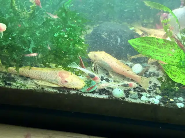 albino bristlenose in Fish for Rehoming in Richmond - Image 7