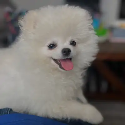 Teddy Bear Pomeranian Puppy, View more