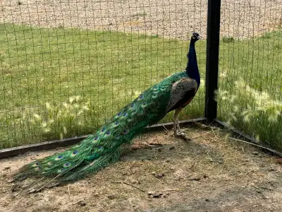 Flock of peacocks for sale! 1 male 12yrs, 2 hens 5-6yrs, 2 males 2yrs 1 black shoulder hen 3yrs 1 ca...