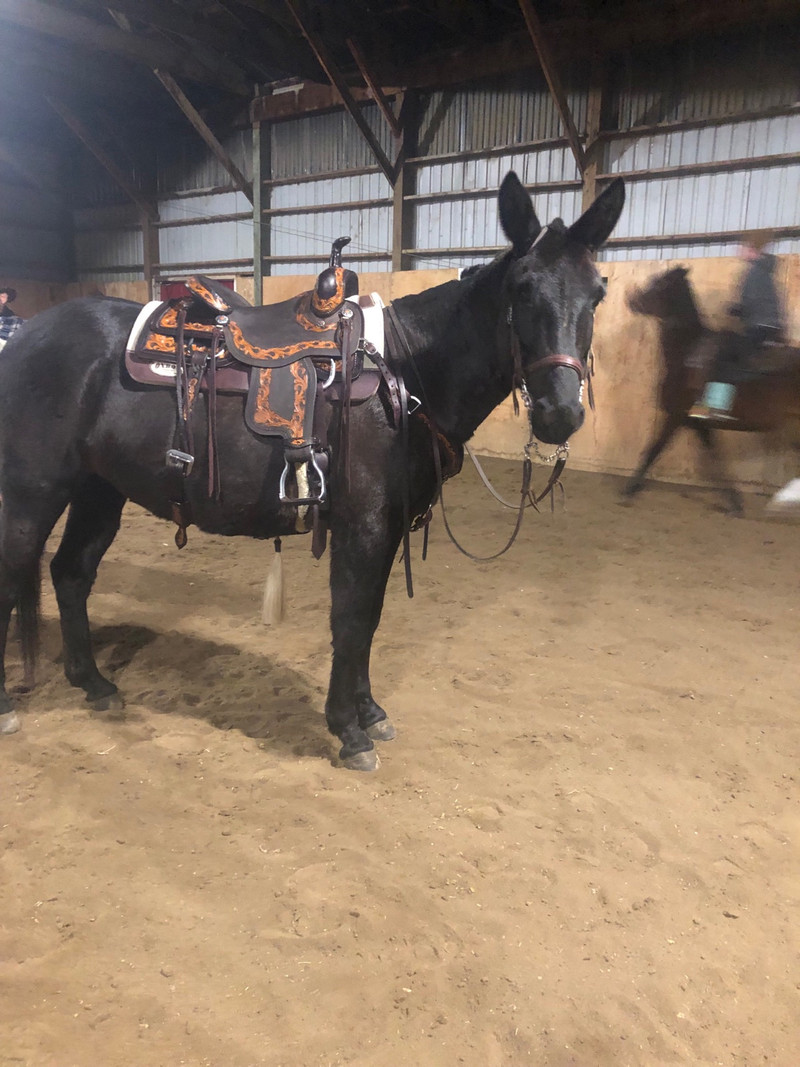 Riding Mule Horses & Ponies for Rehoming Ottawa Kijiji