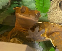 Crested Gecko - proven female