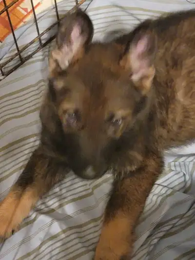 Germam Shepherd puppies, View more