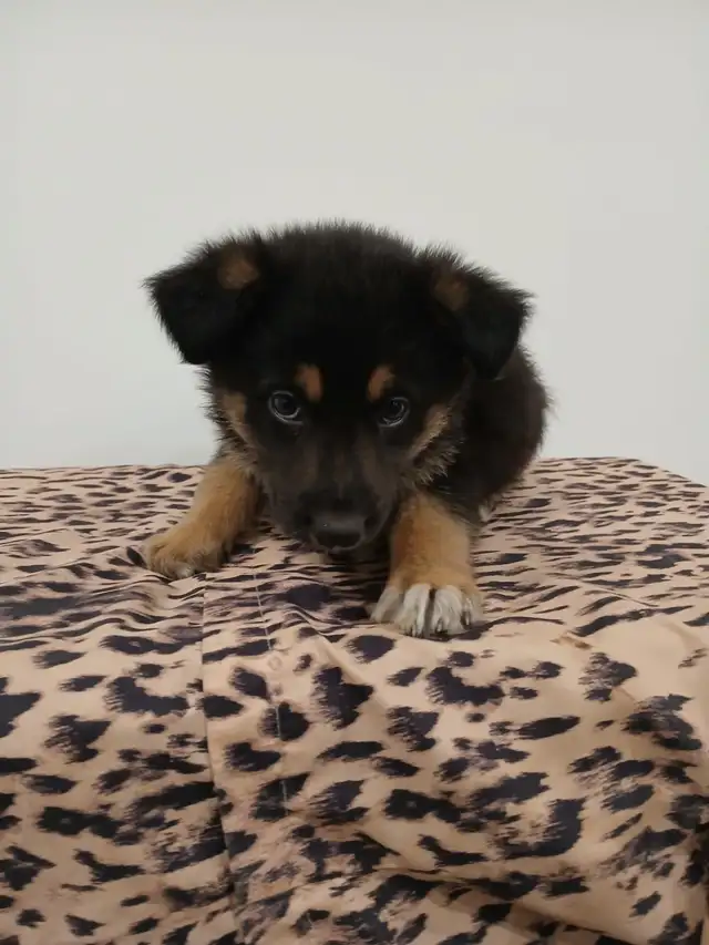Very friendly German Shephard puppies ready to go to a new home! in Dogs & Puppies for Rehoming in City of Toronto - Image 4