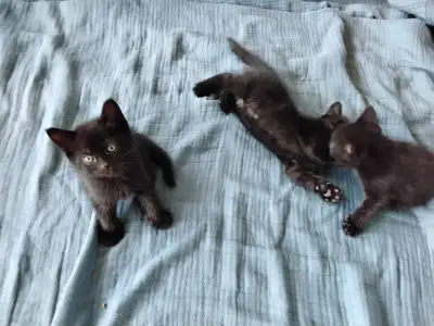 Kittens for adoption, View more